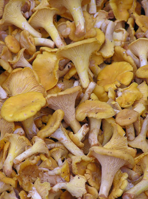 Kantarelli. Kuva Tuote ja Vihannes Ky.