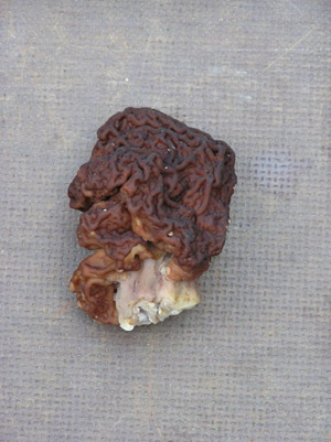 Korvasieni. Kuva Tuote ja Vihannes Ky.