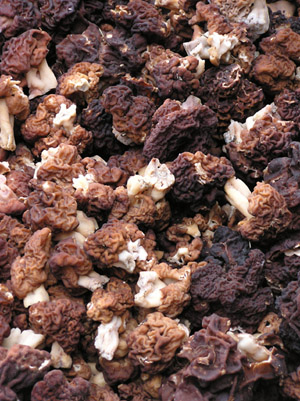 Korvasieni. Kuva Tuote ja Vihannes Ky.