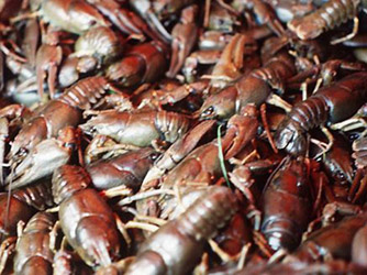 Jokirapuja. Kuva Tuote ja Vihannes Ky.