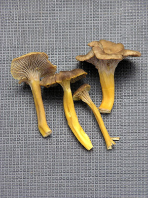 Suppilovahvero. Kuva Tuote ja Vihannes Ky.