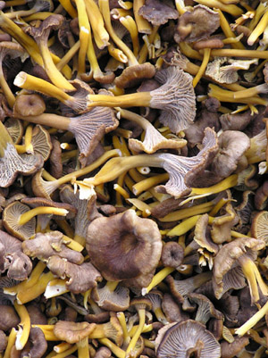 Suppilovahvero. Kuva Tuote ja Vihannes Ky.