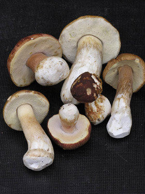 Sieni on kokonainen, kova ja madoton. Pillistö on kellertävä ja sitä ei poisteta.