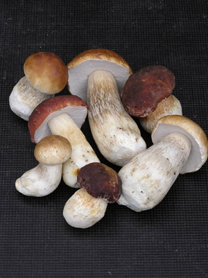 Sieni on kokonainen, kova ja madoton. Pillit vaaleat ja lakin halkaisija noin 10 cm.