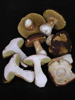 Loput kovat ja madottomat sienet tai pelkkä lakki tai jalka. Pillistö voi olla keltainen tai vihertävä.